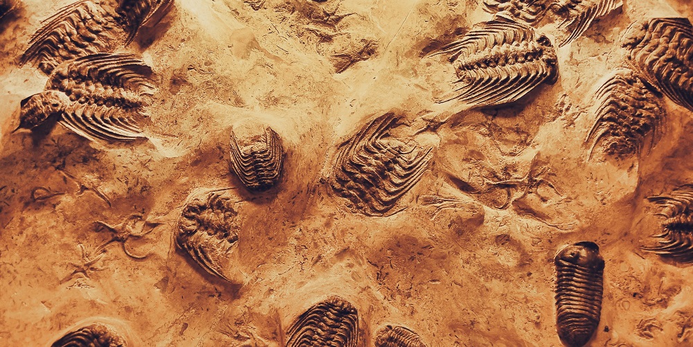 Subcategoría paleontología: fósiles de trilobites en una roca sedimentaria