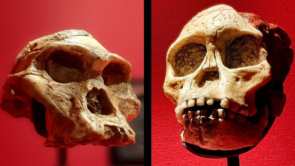 Fotografía de dos moldes de cráneos de los primeros humanos en habitar esta tierra