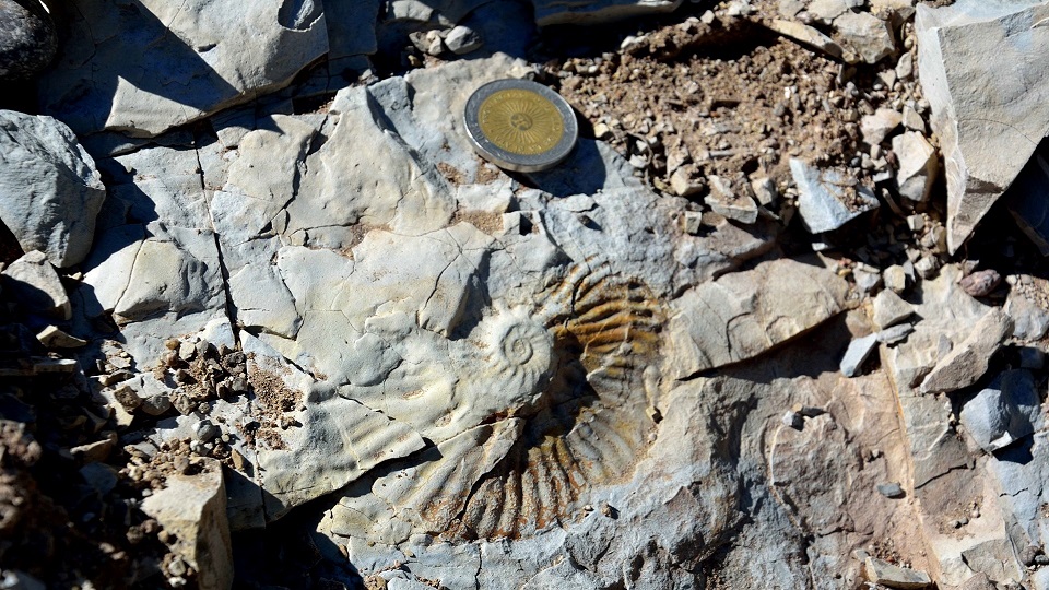 Fotografía donde se puede observar claramente un fósil de ammonite