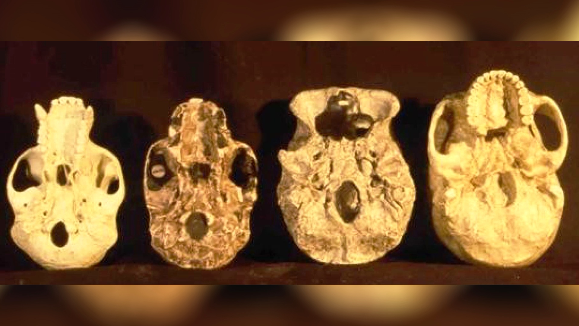 Foto principal: cuatro moldes de mandibulas de creneo donde se puede ver el tamaño del craneo según especie humana