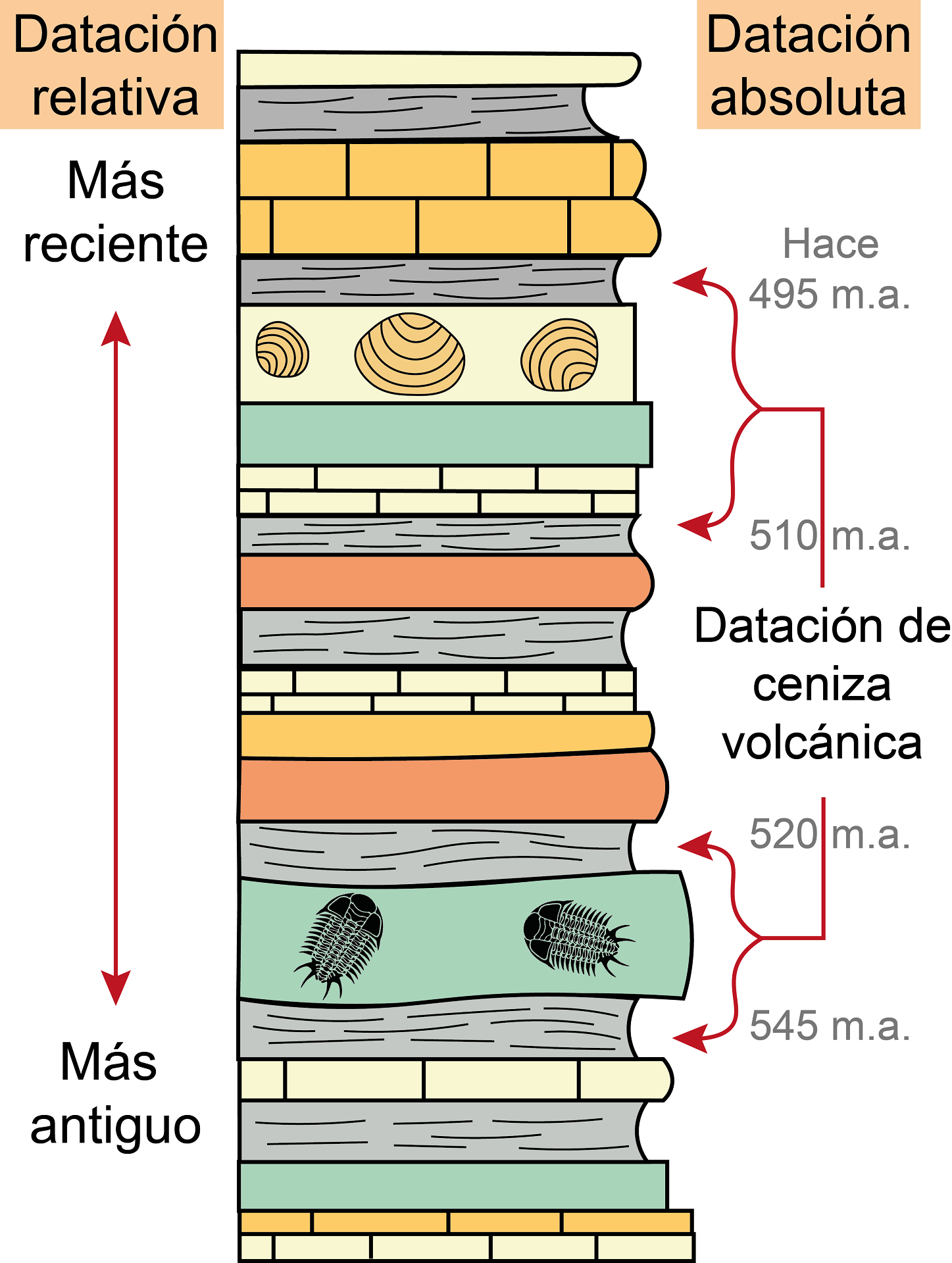 columna estratigráfica con dataciones de edades de diferentes fósiles encontrados en las rocas