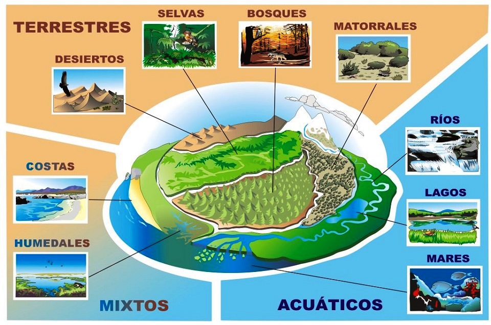 Imagen donde salen los ecosistemas del mundo: acuático (rios, mares, lagos), terrestres (desiertos, bosques, matorrales) y mixtos (costas y humedales)