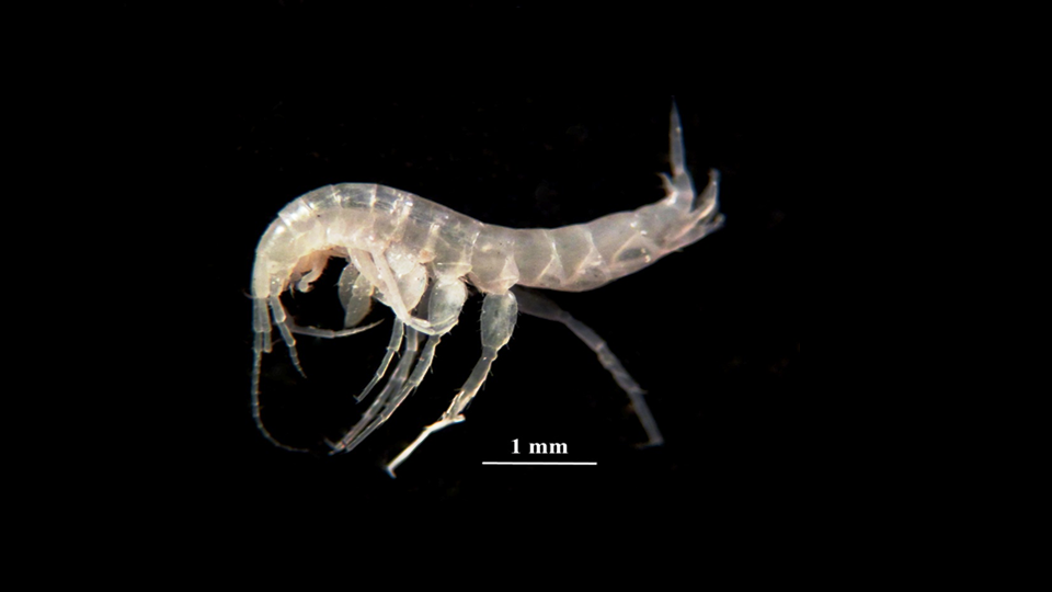 Organismo tipo crustaceo que vive en las aguas subterraneas